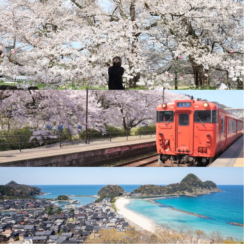 2025年春遊城崎溫泉 日本在地人推薦周邊5處私藏賞櫻秘境