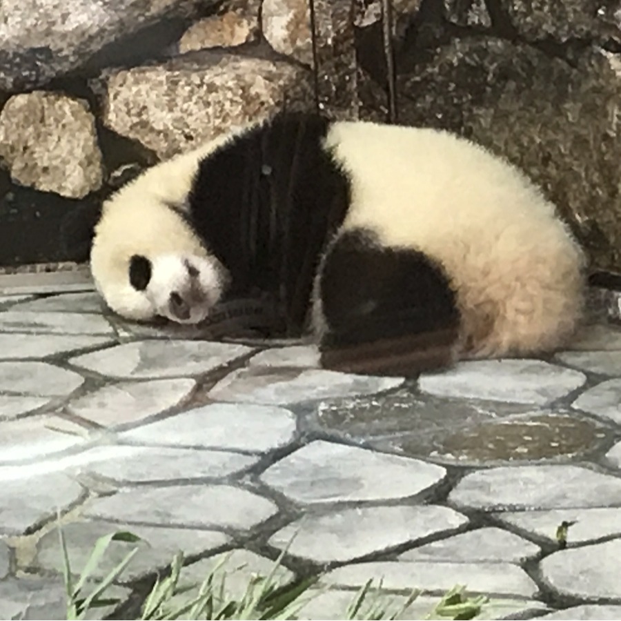 有借有還，再借有困難？日本迎來國內「零熊貓」時代！日本網友怎麼看？