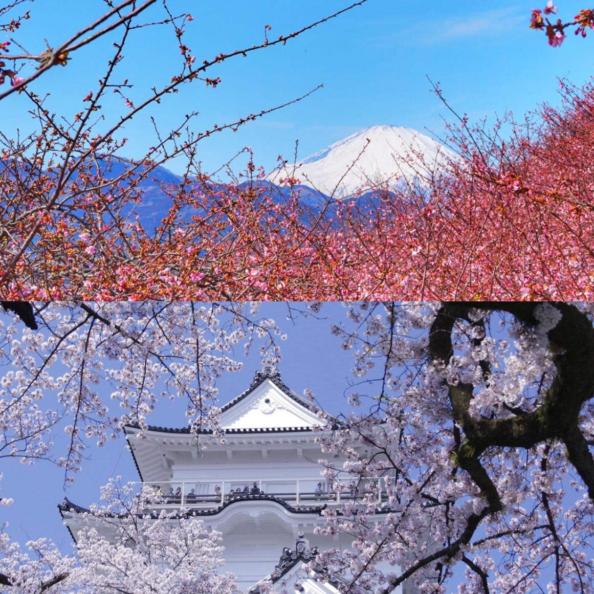 2025關東近郊賞櫻地點10選，能看見富士山、泡溫泉等不同風格的賞櫻景點