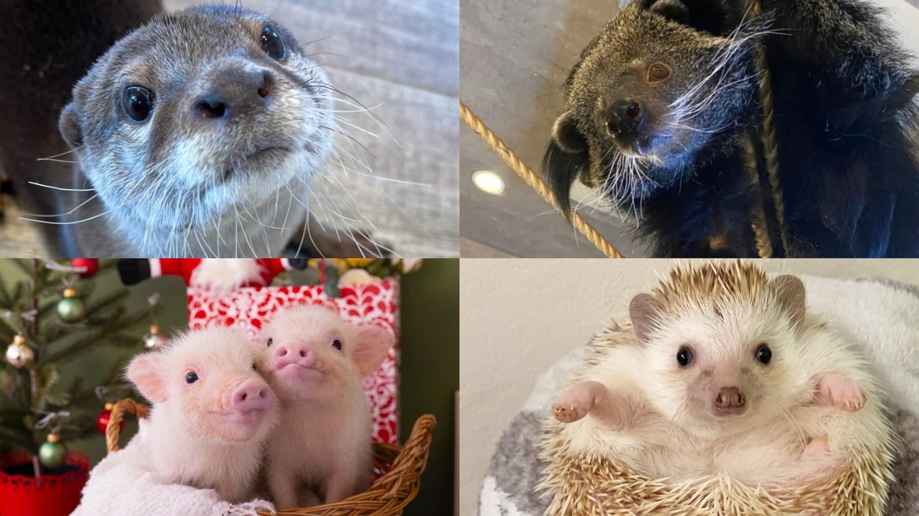 沒想到在咖啡廳可以也遇見牠們！日本可愛動物咖啡廳5選