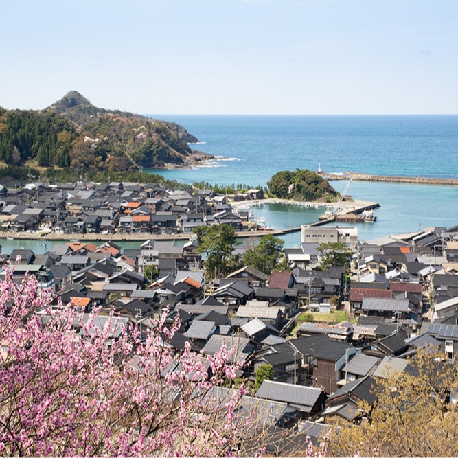 關西賞櫻秘境竹野海岸 粉嫩春櫻交織蔚藍日本海唯美景色