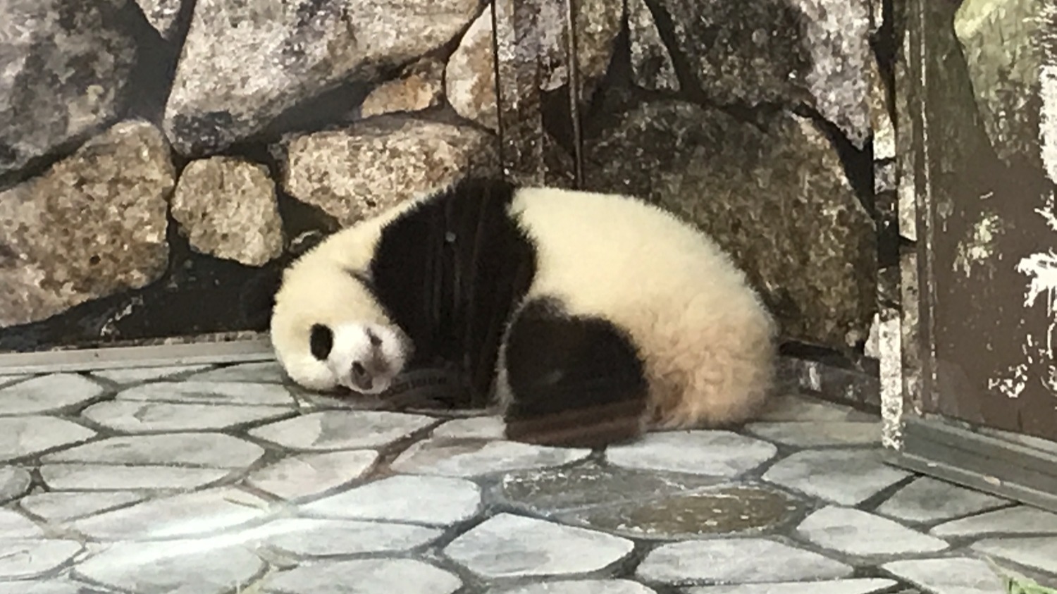 有借有還，再借有困難？日本迎來國內「零熊貓」時代！日本網友怎麼看？