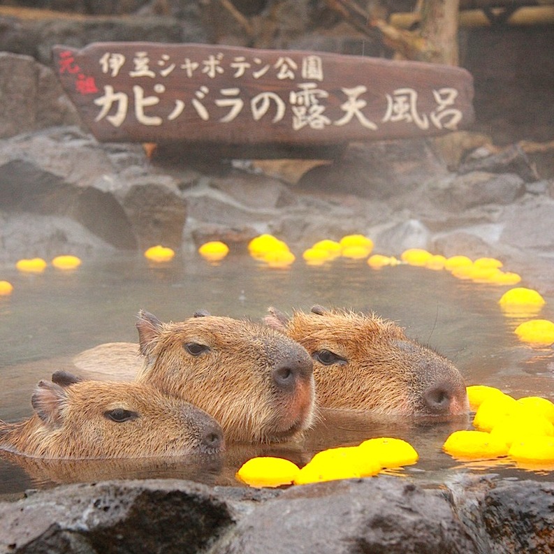 盤點日本各地水豚動物園精選!邀請你進入溫泉、柚子、水豚的軟萌世界