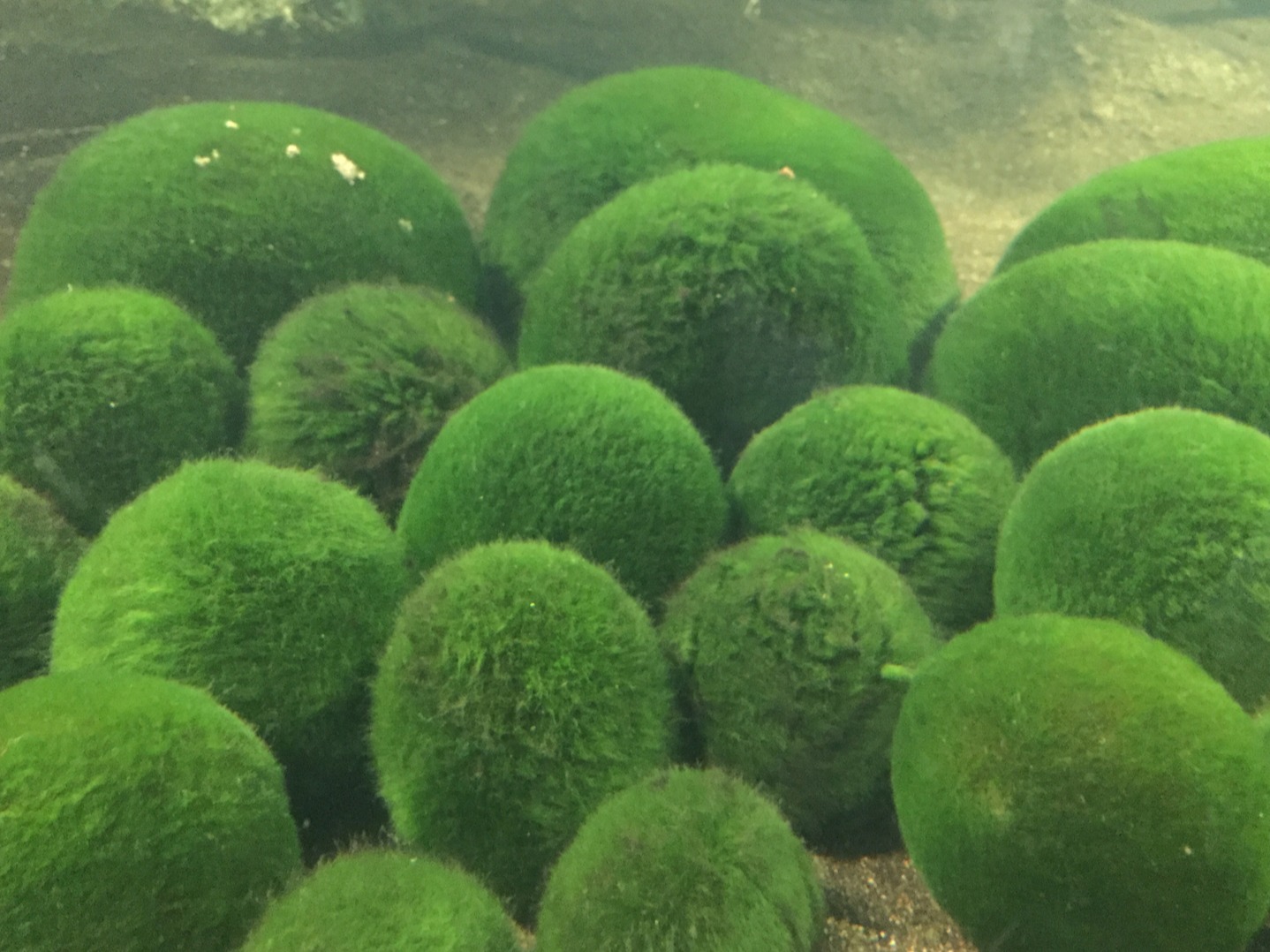 3月29日是綠球藻之日！一起來體驗阿寒湖之中「毬藻」的神奇療癒魅力