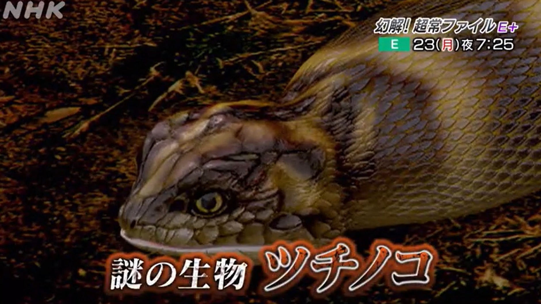 抓到就有一百萬!日本傳說級未確認生物「野槌蛇」真的存在嗎?