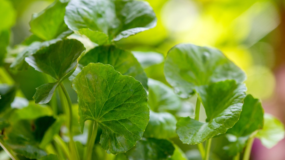 2022年積雪草保養品推薦5選！日韓都在瘋的敏弱肌保養新星「積雪草」成分？