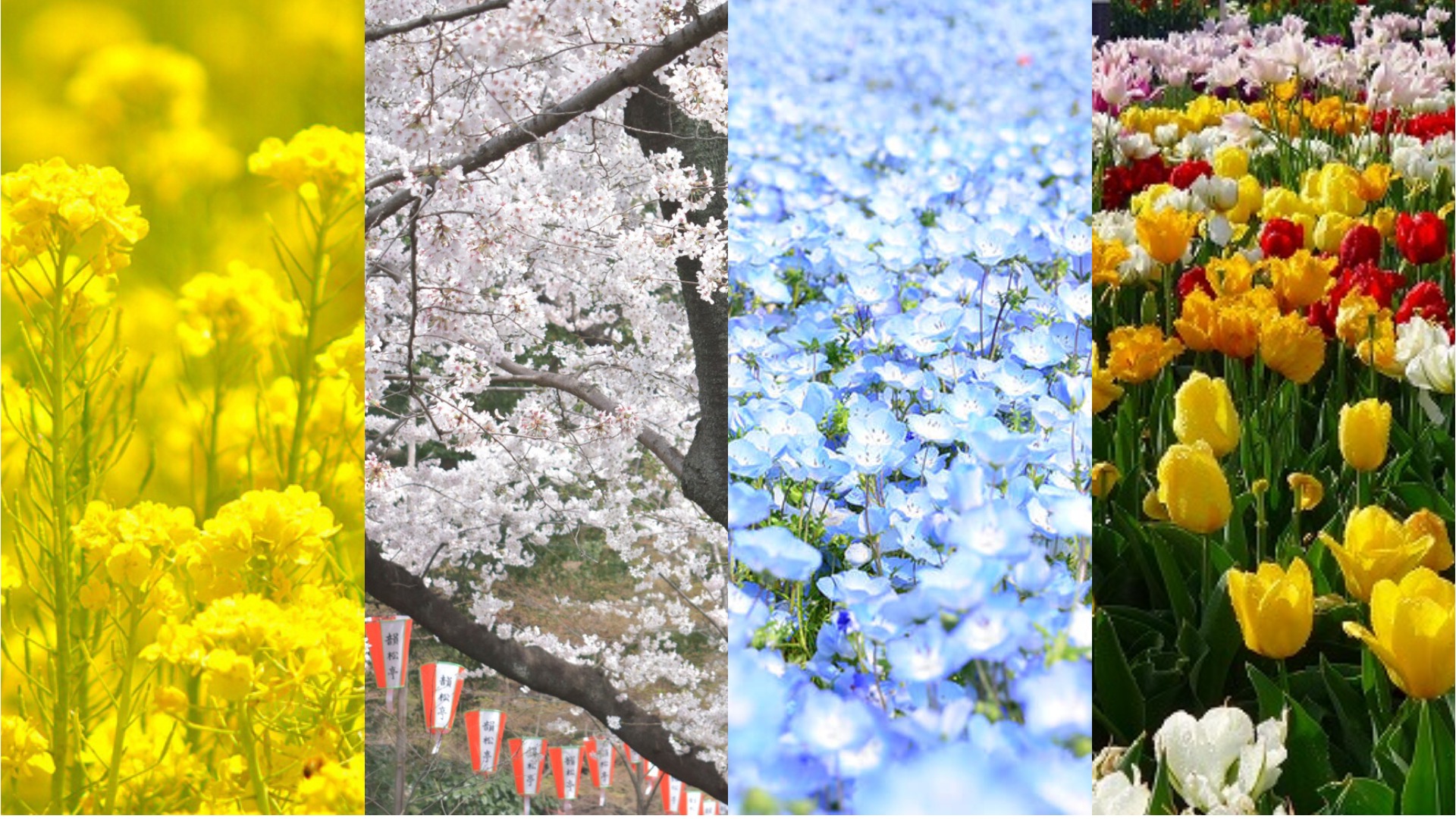 日本4月可不只有櫻花能賞!4月夢幻必看花季看點介紹