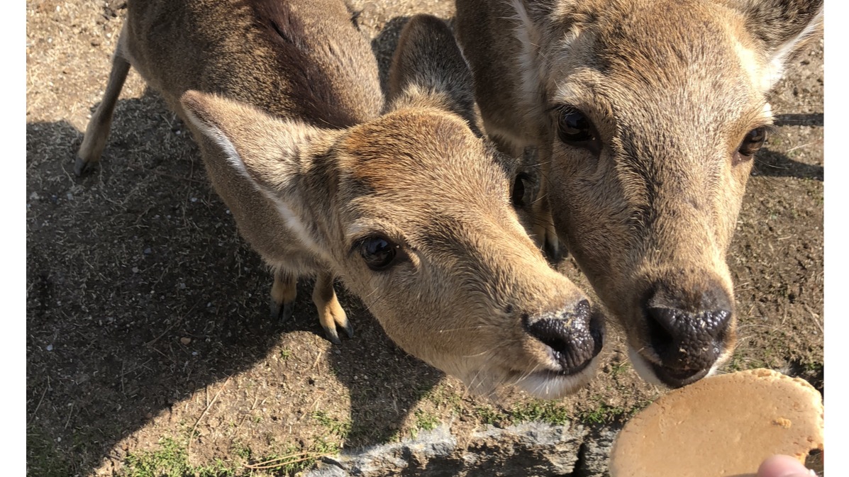 黃金周人潮湧現讓奈良鹿任性不甩仙貝？日本網友笑稱仙貝也「貶值」了