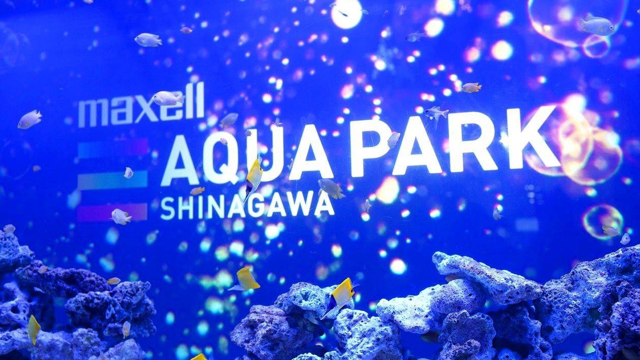 可以喝酒又有燈光秀?令人目眩神迷的「Maxell Aqua Park品川」水族館