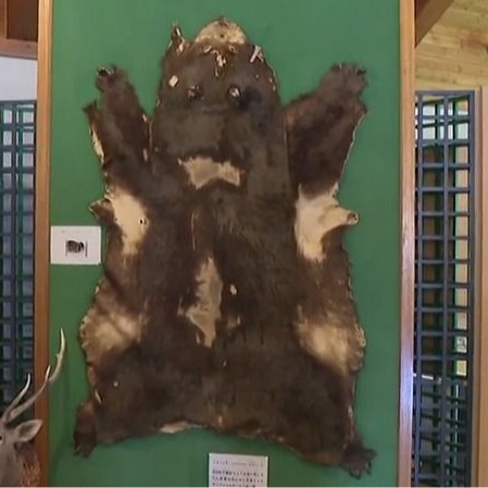 祭典歸途的夜晚卻被熊襲擊，血腥恐怖的「石狩沼田幌新事件」