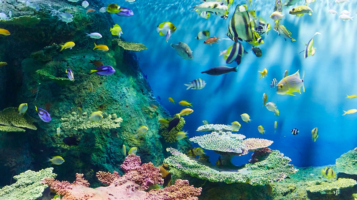 今年春天去哪玩？就去充滿各種體驗活動與夢幻拍照的品川水族館！