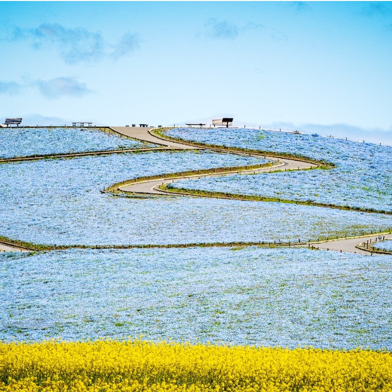 春季必訪！ 一望無際的「粉蝶花藍海」 5大特色行程探索茨城魅力之旅