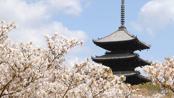 4月中去京都還看得到櫻花！京都的晚開櫻花景點5選