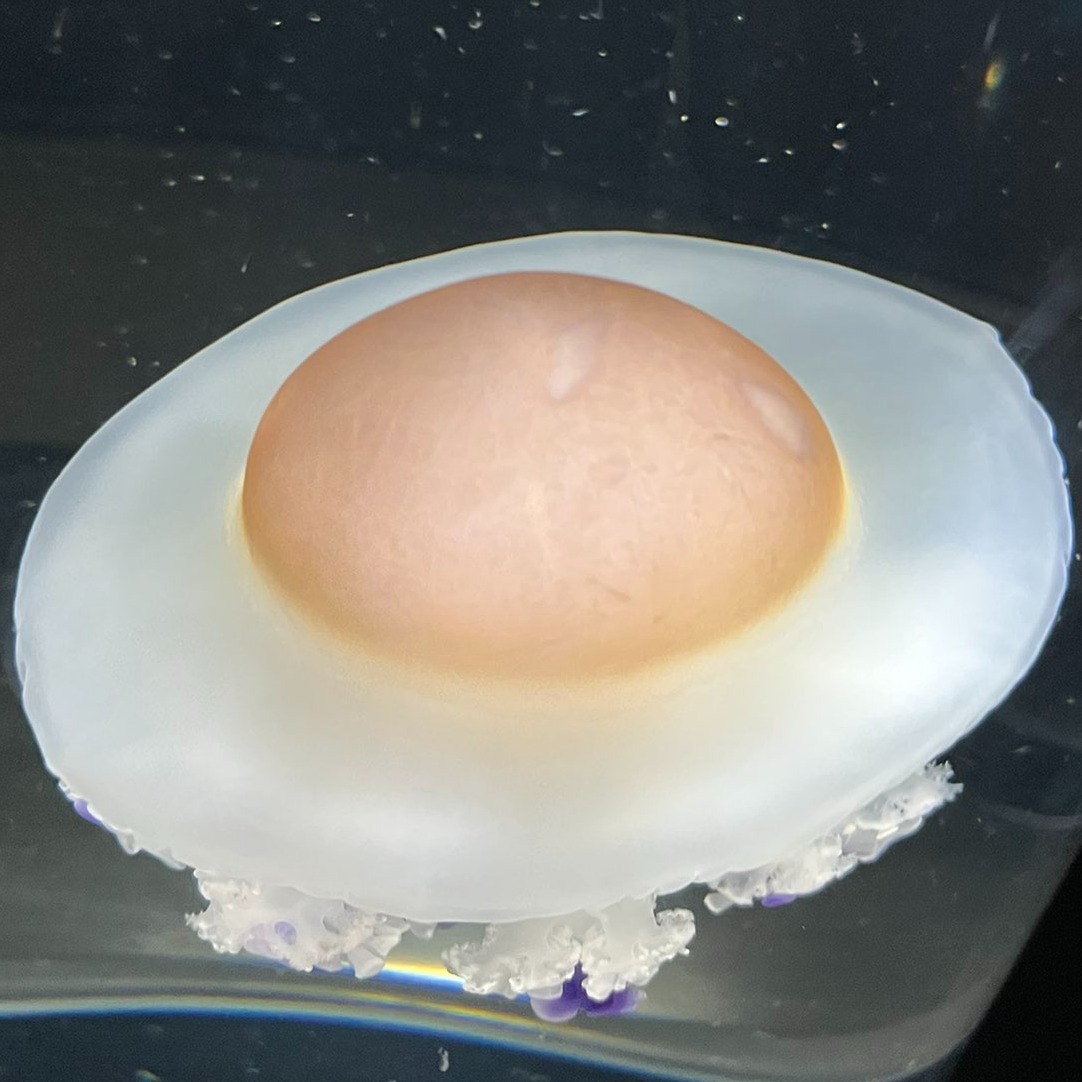 水槽裡有荷包蛋?日本山形加茂水族館「荷包蛋水母」再次引發推特話題