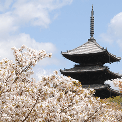 4月中去京都還看得到櫻花！京都的晚開櫻花景點5選