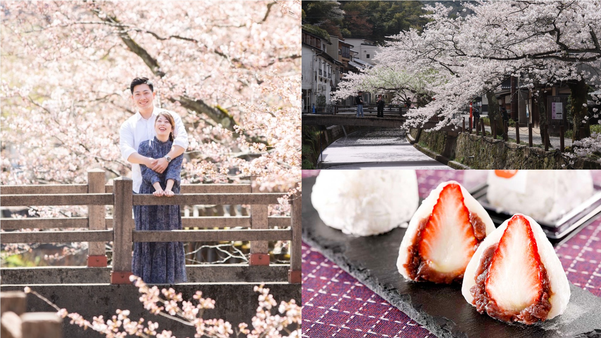 春訪城崎溫泉 漫步大谿川櫻花雨  奔向夕日浦追逐「百選落日」與草莓盛宴