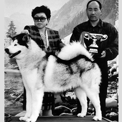 讓屍體變成透明?接近完美犯罪的「琦玉愛犬家連續殺人事件」