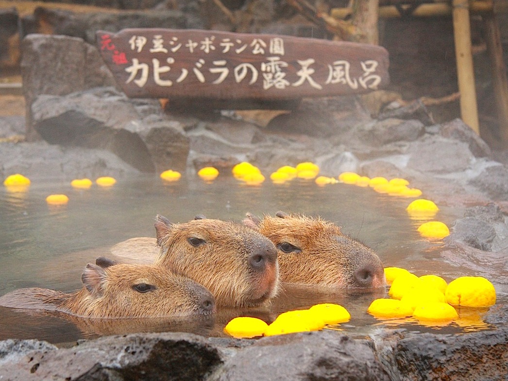 盤點日本各地水豚動物園精選!邀請你進入溫泉、柚子、水豚的軟萌世界