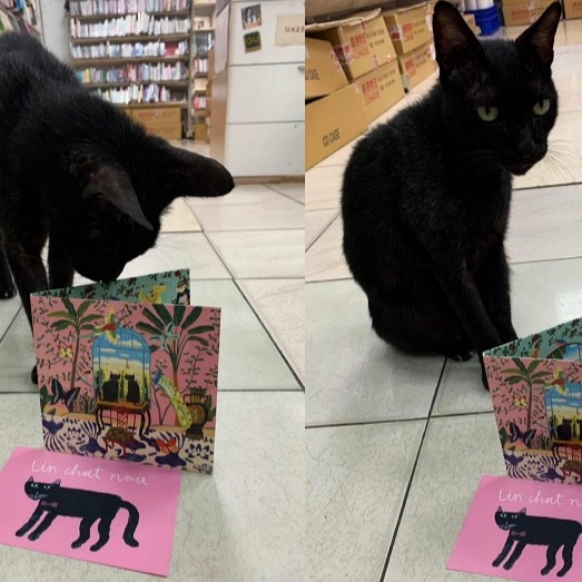 為浪貓發聲！小泉今日子組「黑貓同盟」發新輯！上傳創意開箱照就有機會獲得進口唱盤機