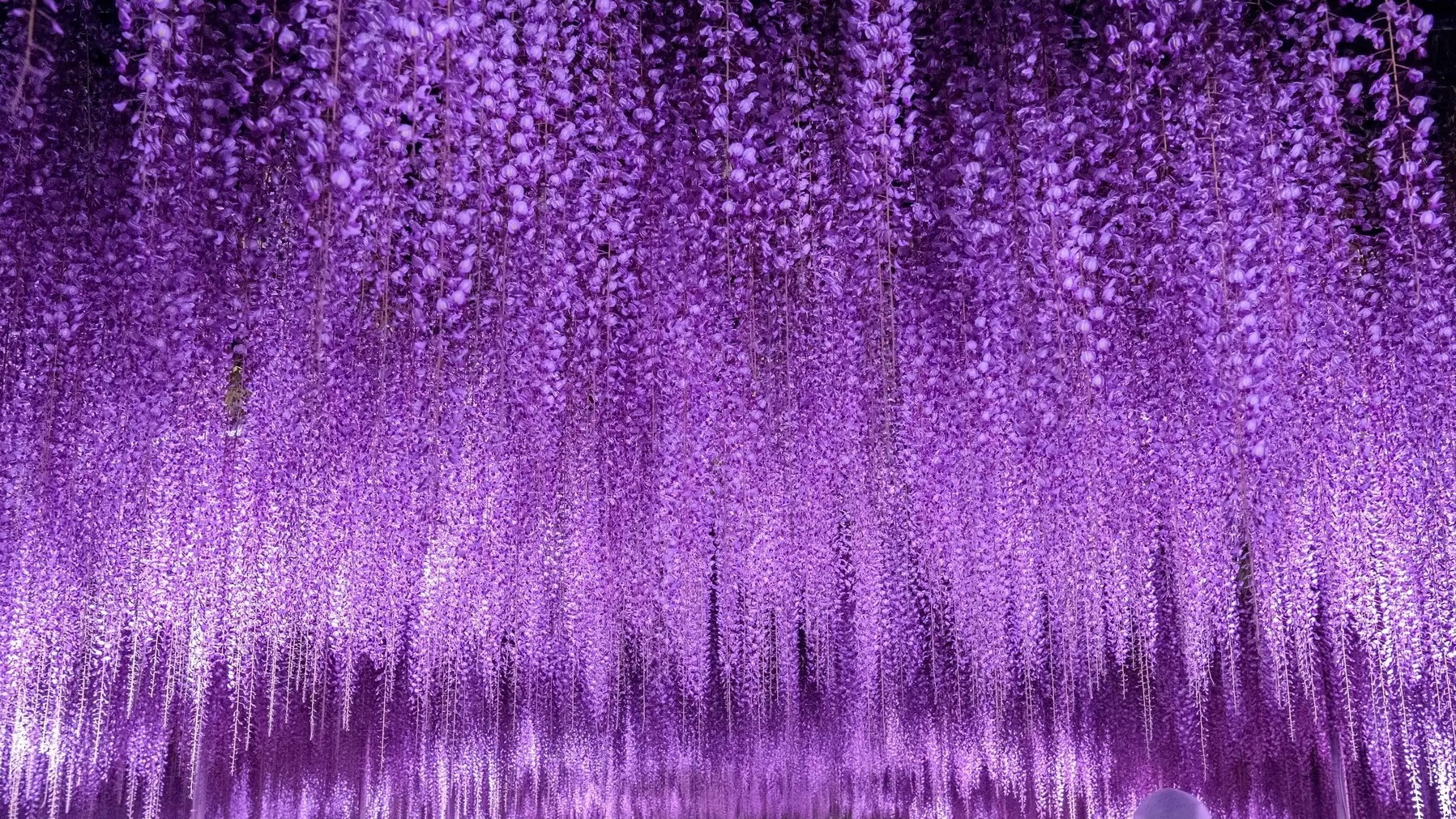 栃木縣足利花卉公園的藤花海提前盛開，美艷如畫「藤花物語～大藤祭典2023～」提早開跑