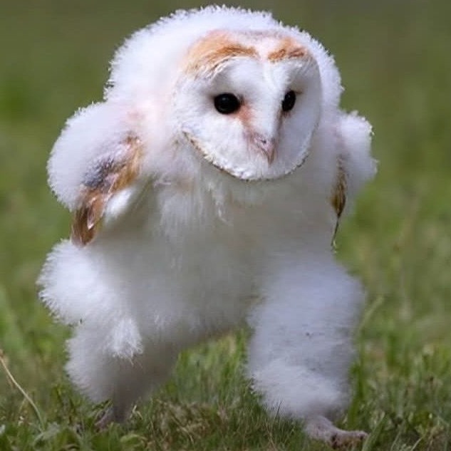 日本X上特有的迷因你看過嗎?日本鄉民的超電波「跑步貓頭鷹」超可愛登場