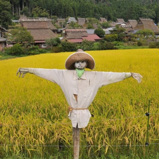 在日本田裡的稻草人是神明？守護日本田園的秋收季節「案山子祭」