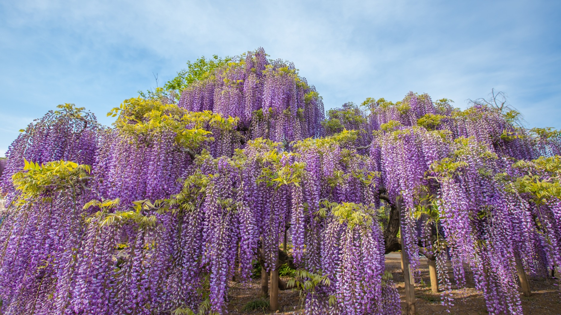 紫藤花祭不可錯過的美景！栃木足利花卉公園「紫藤花物語～大藤祭2024～」