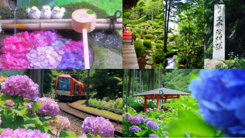2025年最新版！日本六月旅遊推薦 雨季必去十大自然景點，京都、鎌倉、箱根、尾瀨這樣玩才不飲恨！
