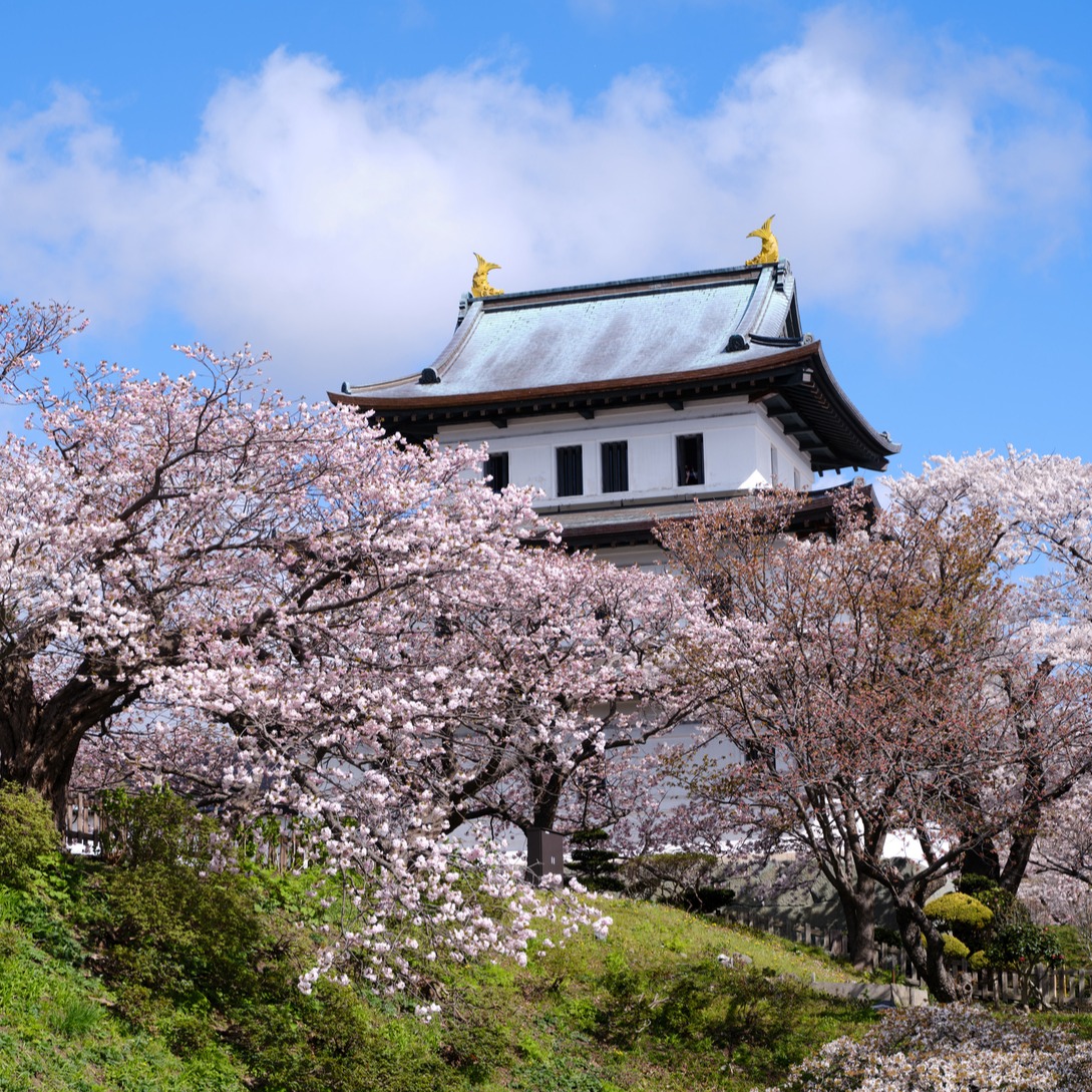 2025北海道櫻花最新追櫻完勝攻略!北海道賞櫻推薦景點TOP10