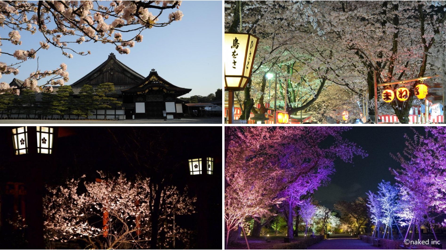 充滿古都魅力的賞櫻勝地三選一次收！ 從早到晚享京都不同的春櫻風情