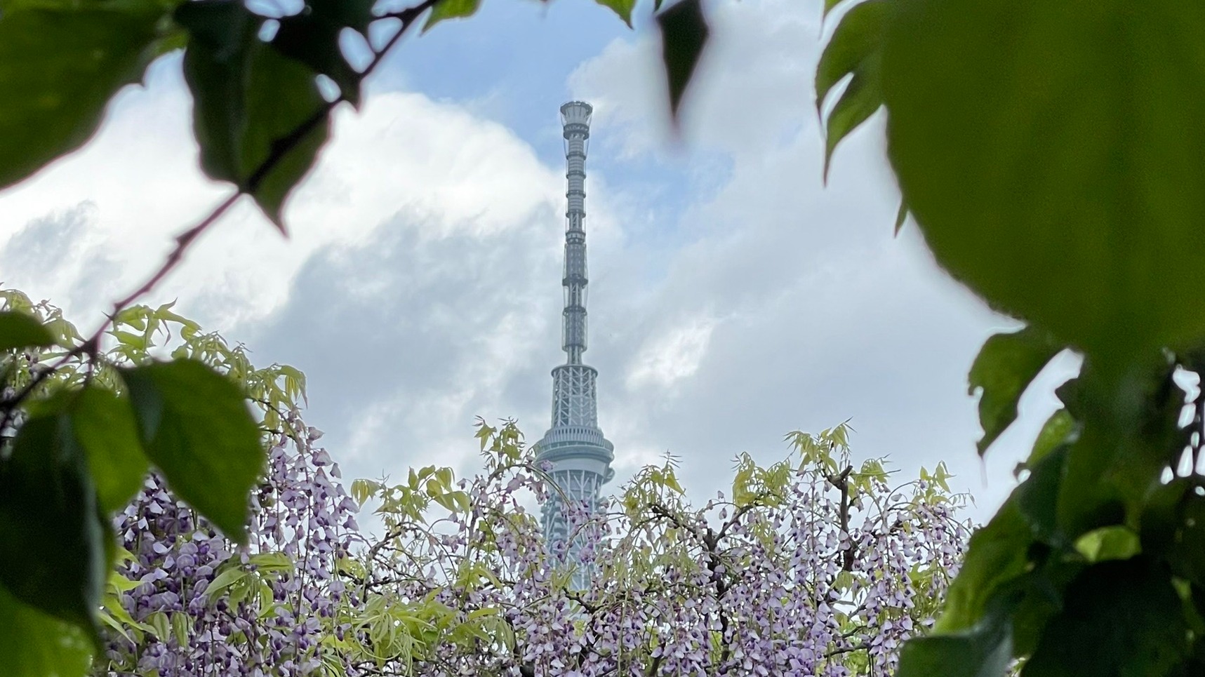 東京第一紫藤花名所「龜戶天神社紫藤祭」， 與百年甜點名店推出的紫色甜點一同感受紫色爛漫！