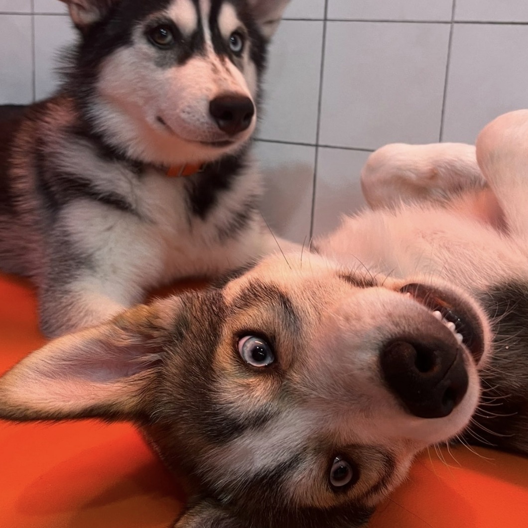 日本第一家哈士奇寵物咖啡廳，「HUSKY CAFE TOKYO」讓你盡情與哈士奇近距離接觸