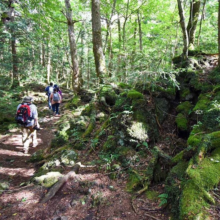 翠綠森林成為自殺的聖地是小說害的？日本陰森的「青木原樹海」大揭秘