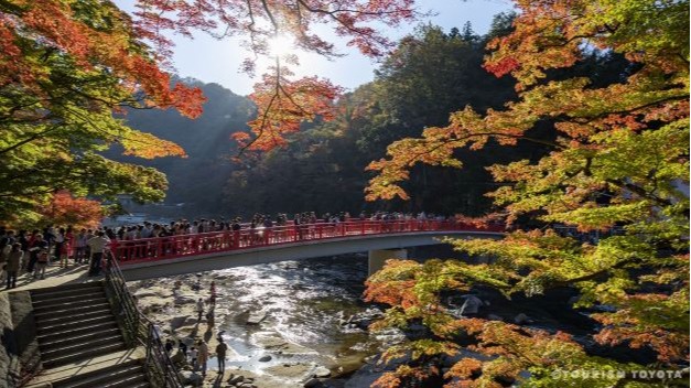 楓紅中綻放的櫻花？日本愛知「豐田市」秋季絕景四季櫻、點燈更夢幻！