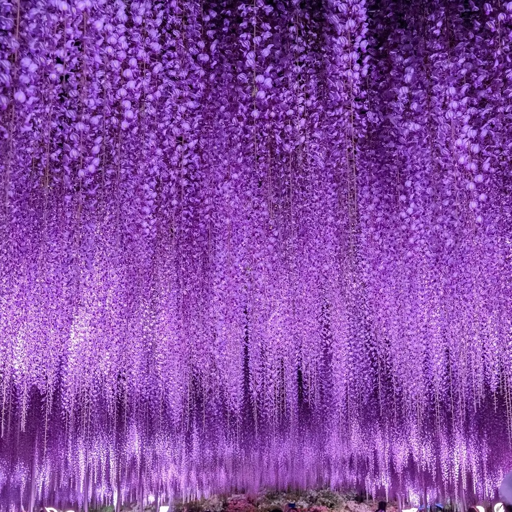 栃木縣足利花卉公園的藤花海提前盛開,美艷如畫「藤花物語~大藤祭典2023~」提早開跑