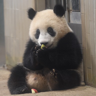 2022年東京自由行必去動物園Top5精選！全家出遊旅遊更好安排就看這篇