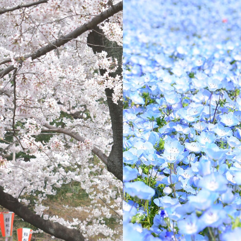 日本4月可不只有櫻花能賞!4月夢幻必看花季看點介紹