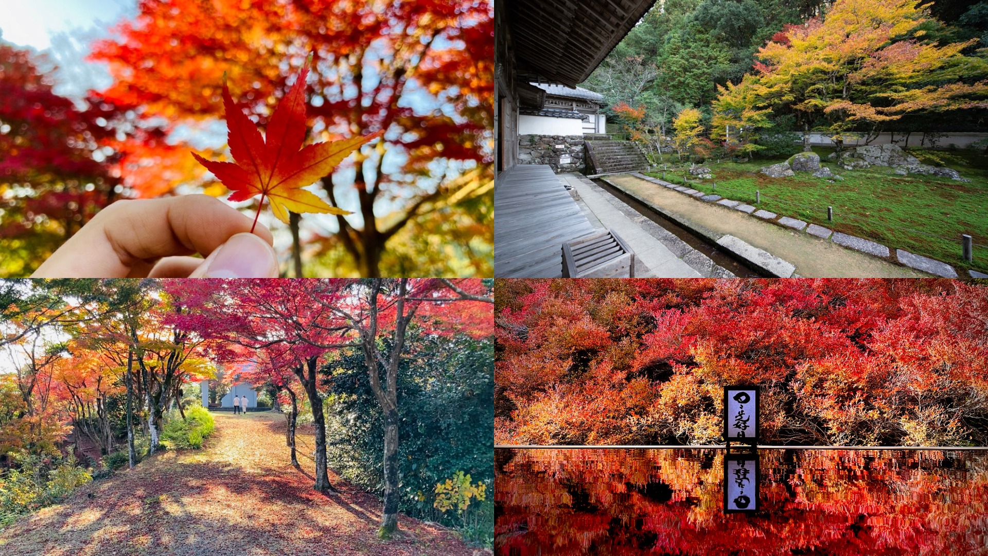 秋遊「城崎溫泉」這樣玩! 必訪紅葉五大名勝 周遊卡解鎖但馬秋景