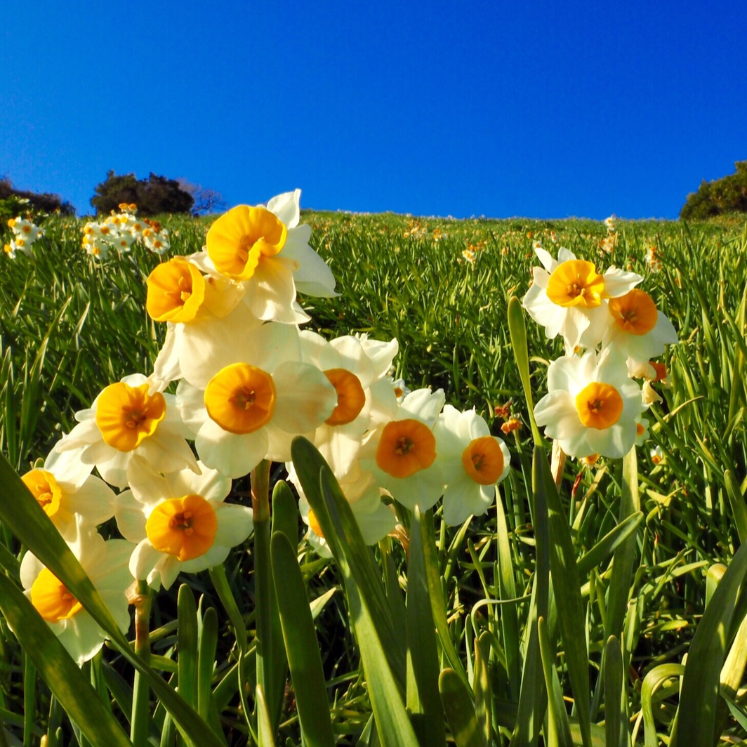 瀨戶內海隱藏必去打卡點「灘黒岩水仙鄉」!面向瀨戶內海的日本三大水仙花海