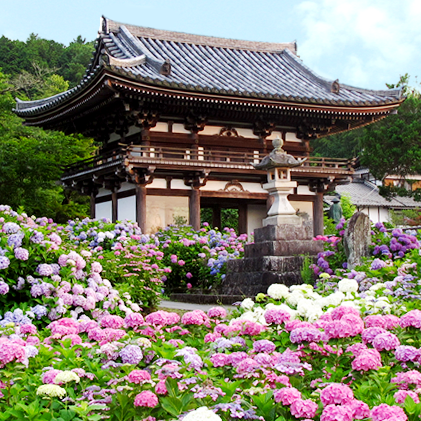 2026年梅雨季就來日本看它！京都紫陽花名所寺廟五選