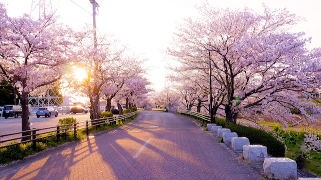 日本櫻花提早綻放！2023櫻前線預測更新，賞櫻旅客行前注意事項