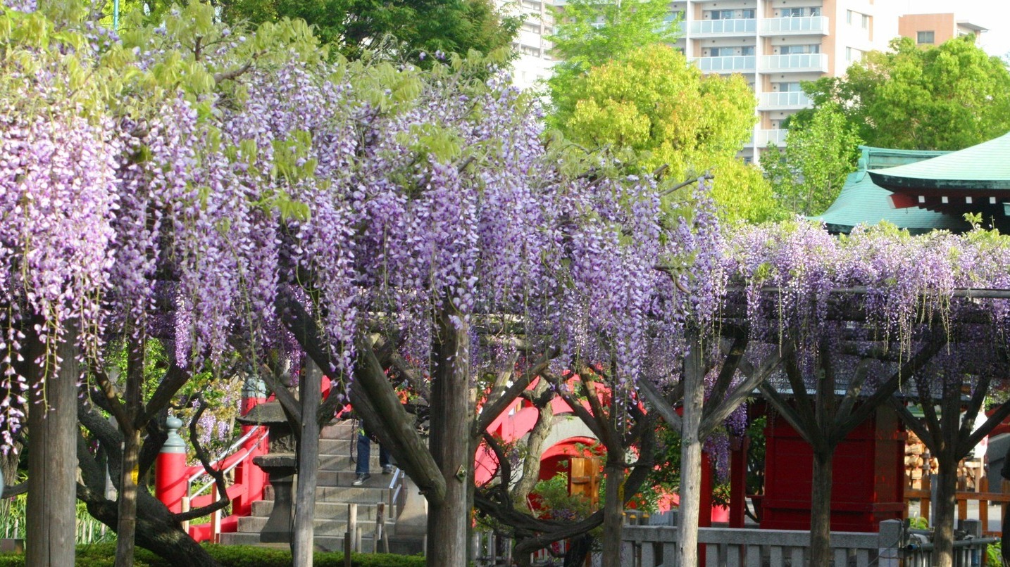日本追櫻向隅?東京還有百花等著你!春末到夏初值得一探的賞花勝地