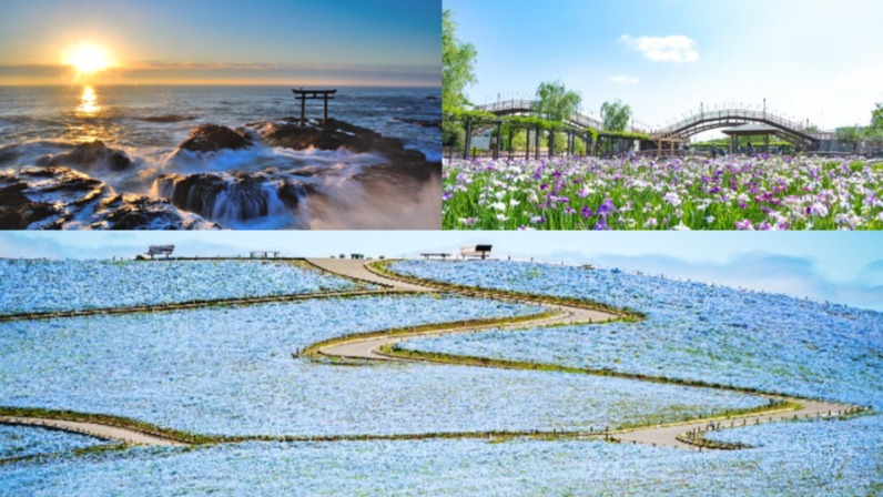 春季必訪! 一望無際的「粉蝶花藍海」 5大特色行程探索茨城魅力之旅