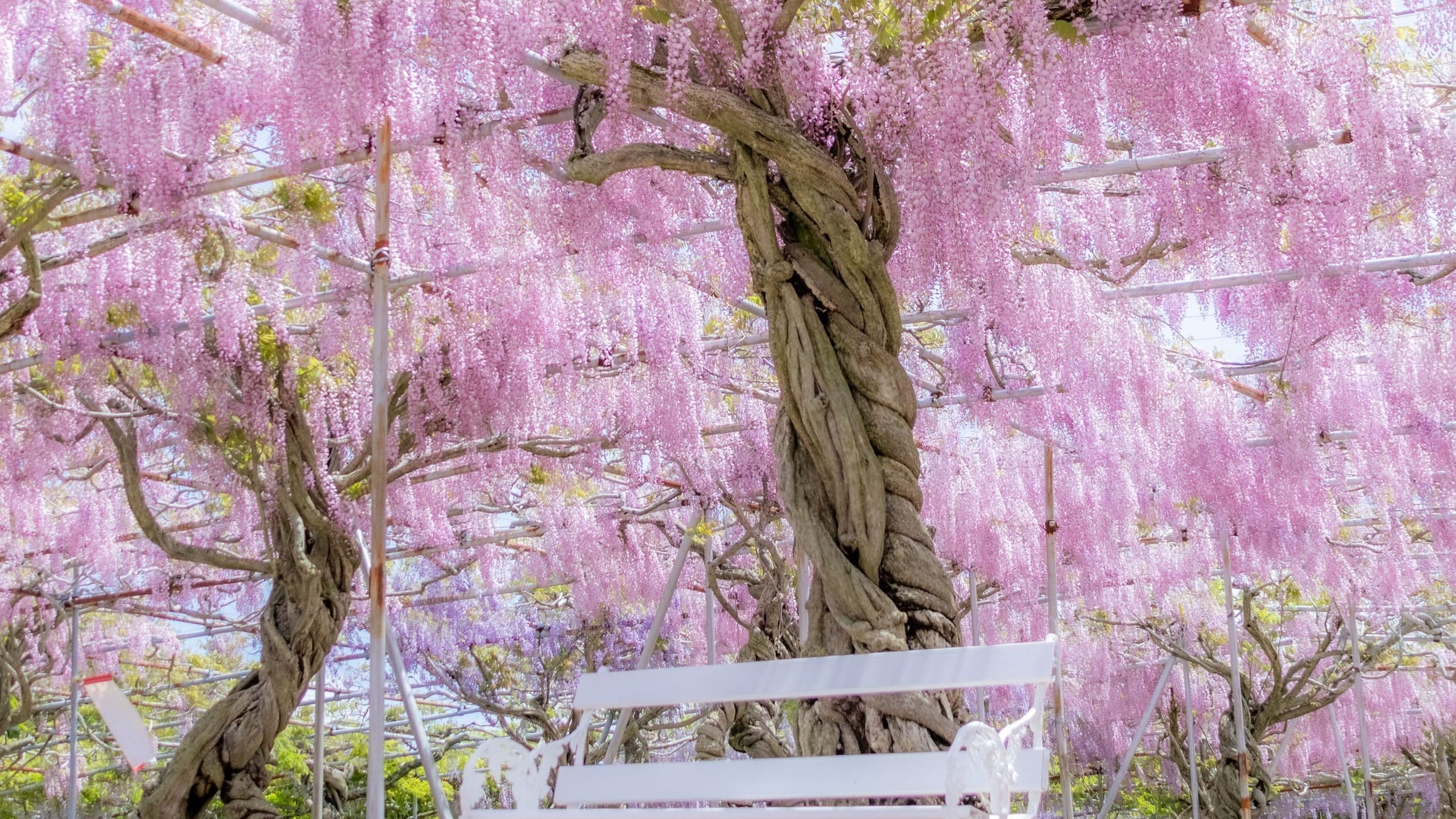 廣島世羅高原農場「藤花季」!溫柔的藤花與多彩的魯冰花交織的美景,彷若進入童話世界