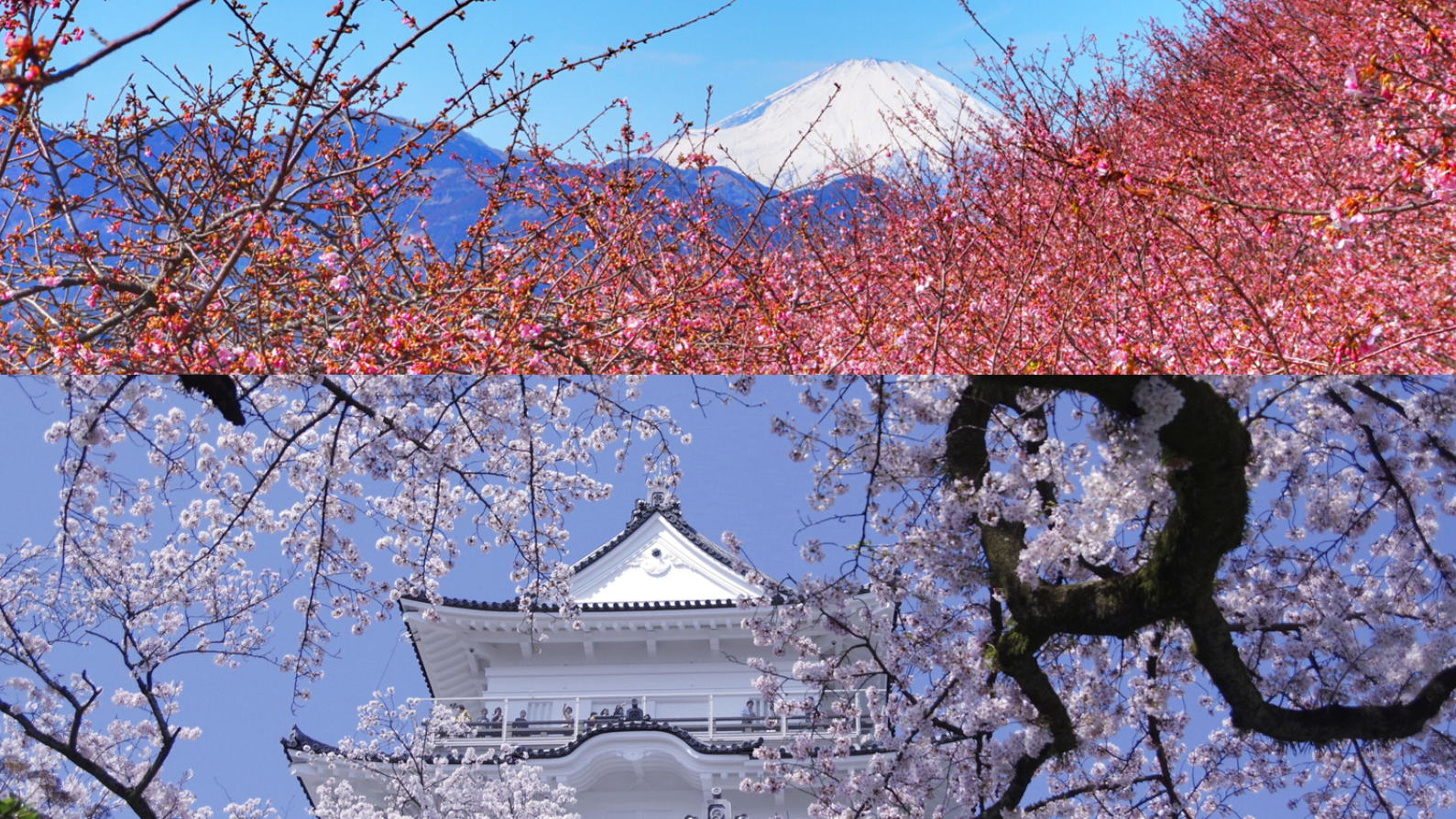 2025關東近郊賞櫻地點10選,能看見富士山、泡溫泉等不同風格的賞櫻景點