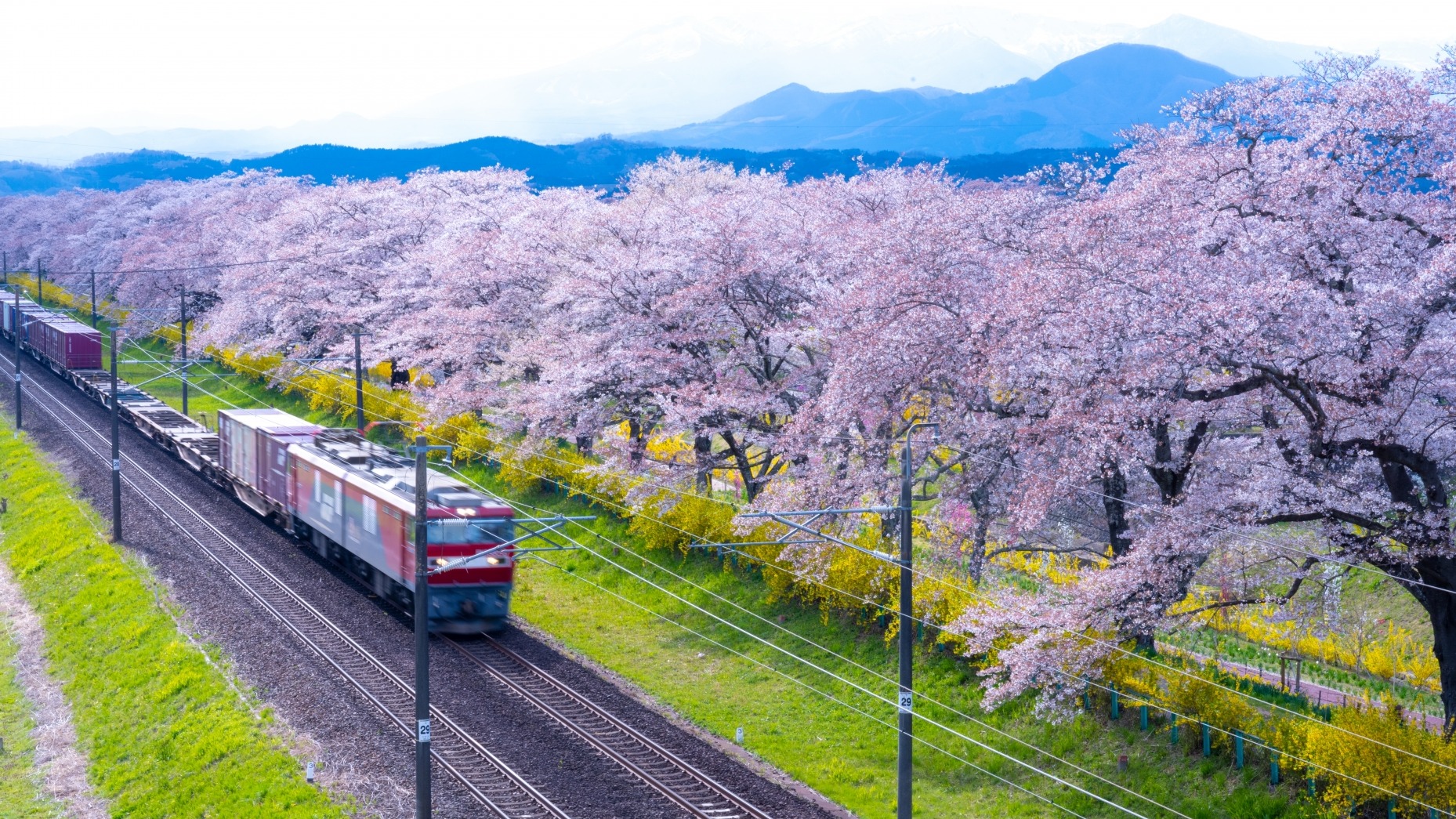 2025年日本宮城賞櫻必去景點 5 選！千本櫻美景不能錯過
