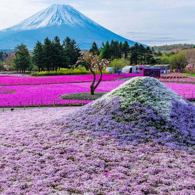 2025年「富士芝櫻祭」令人屏息的粉紅色! 鋪上粉紅地毯的富士山麓，不可錯過的春天限定絕景