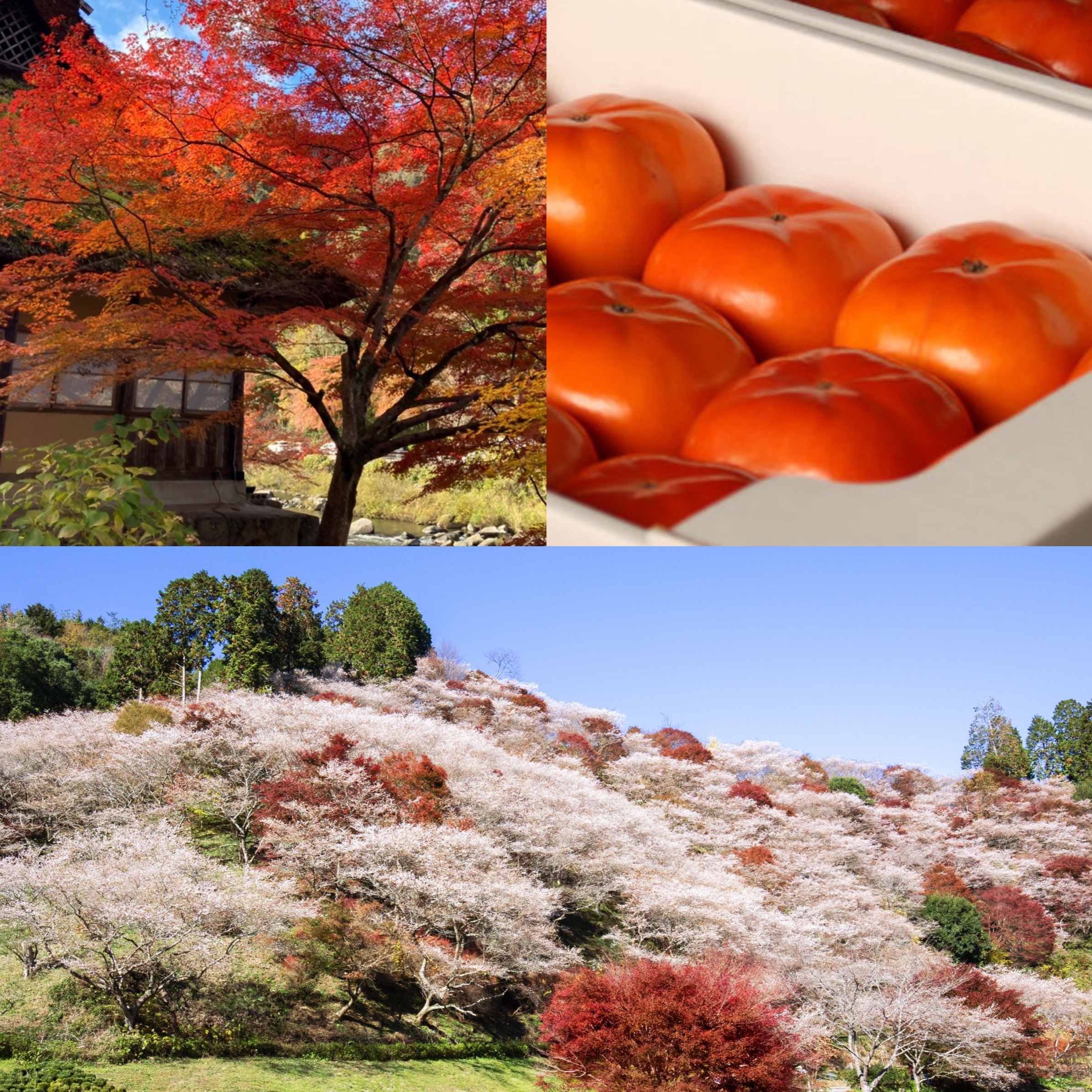 與紅葉絕景同框超夢幻!一天暢遊豐田市 豐田市巴士一日遊介紹