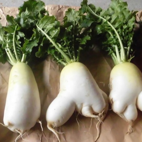 分岔的白蘿蔔是獻給神的新娘？日本東北「白蘿蔔跨年」習俗