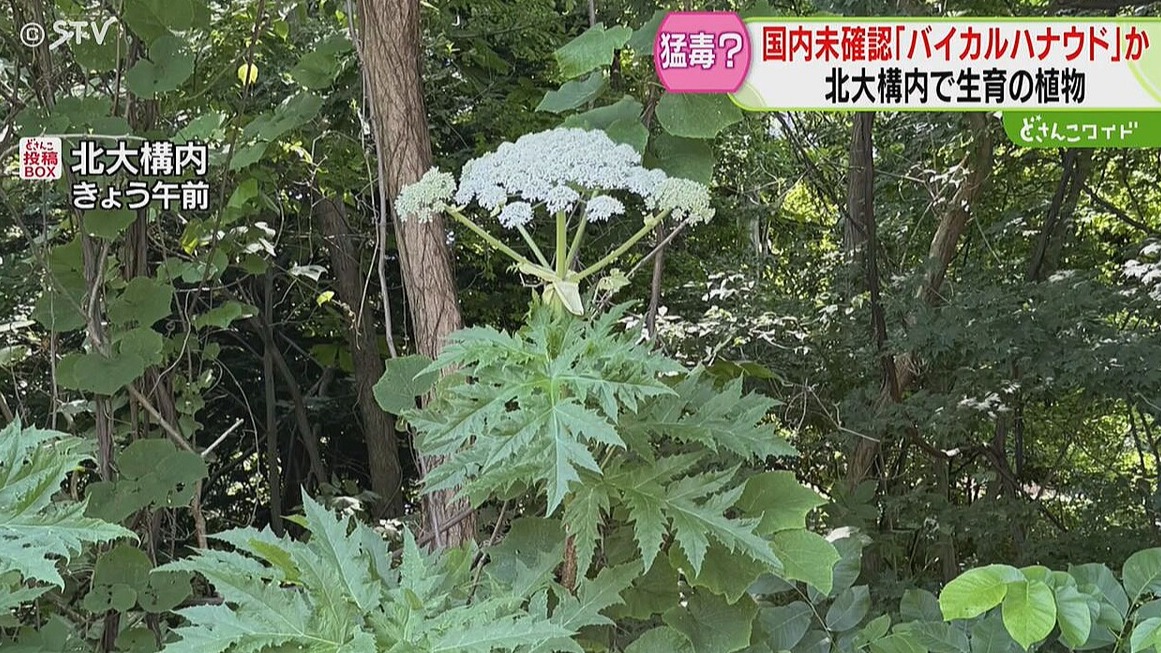 日本旅遊請注意!北海道大學內驚見外來劇毒植物,接觸恐引發嚴重皮膚灼傷